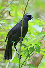 North Island Kokako